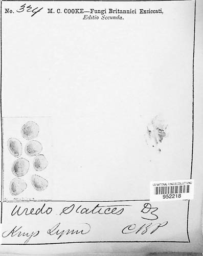 Uromyces statices image
